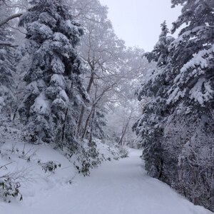 Mountain forest path photo