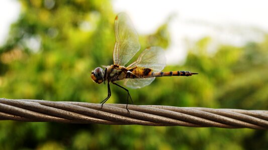Flight wings