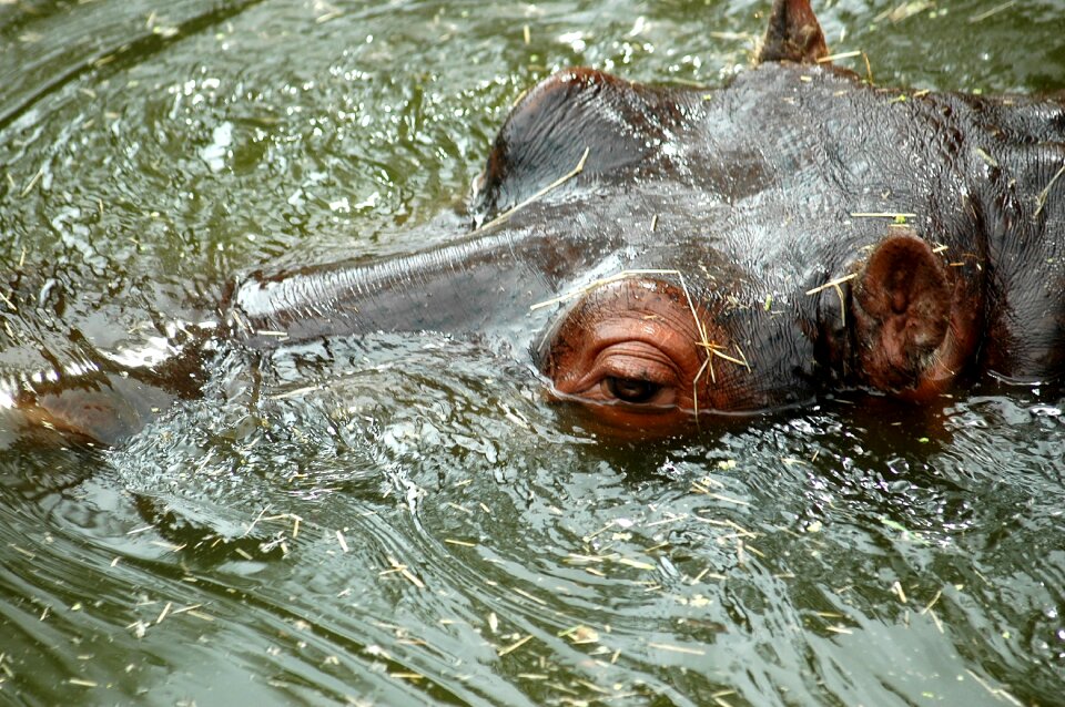 Mammal animal river - Free photos on creazilla.com