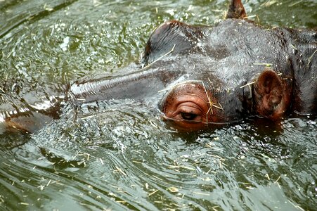 Mammal animal river photo