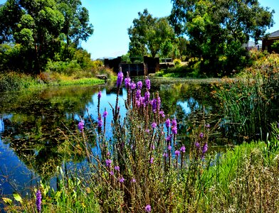 Water bridge pond