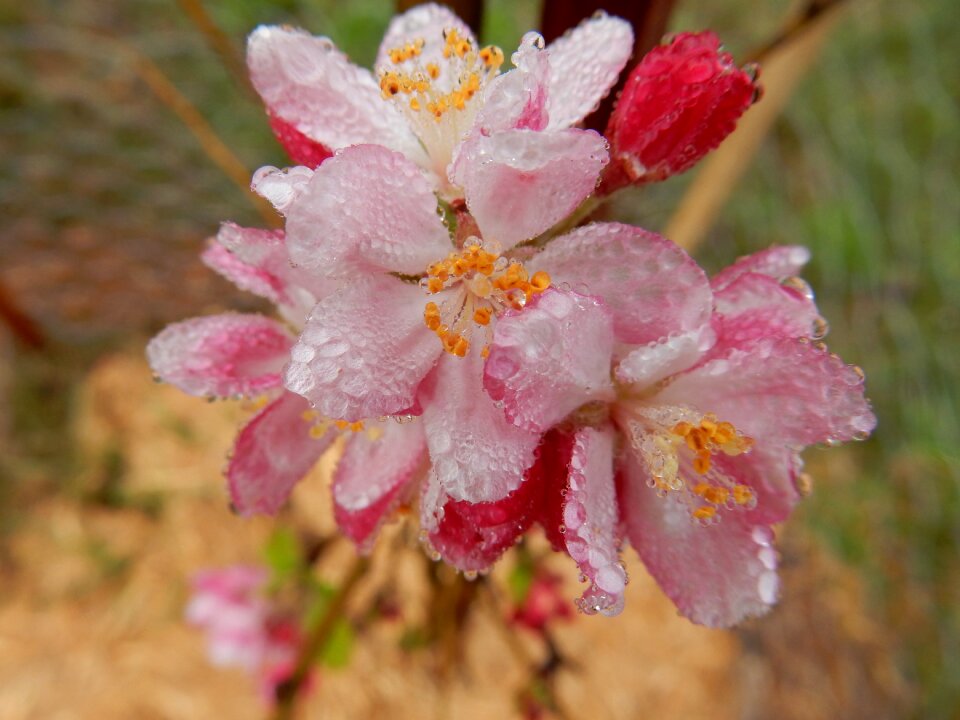 Spring female natural photo