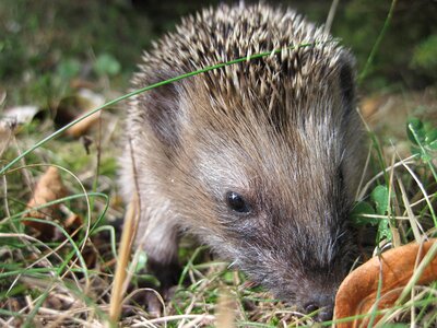 Hedgehog child foraging animal world