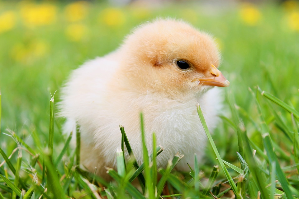 Plumage yellow agriculture photo