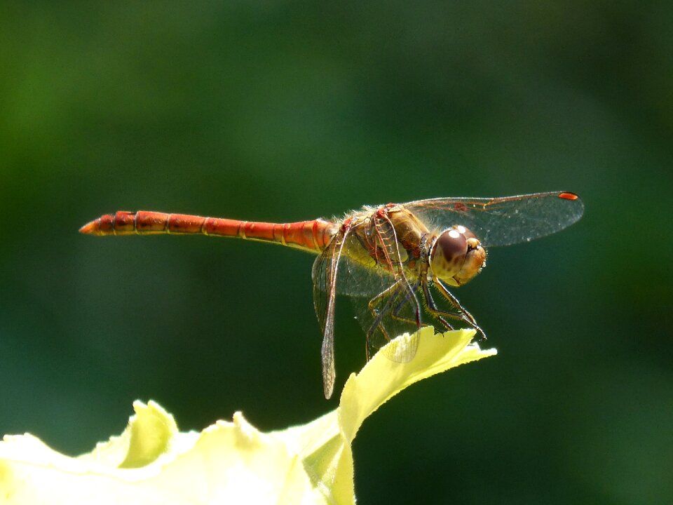 Winged insect leaf pond