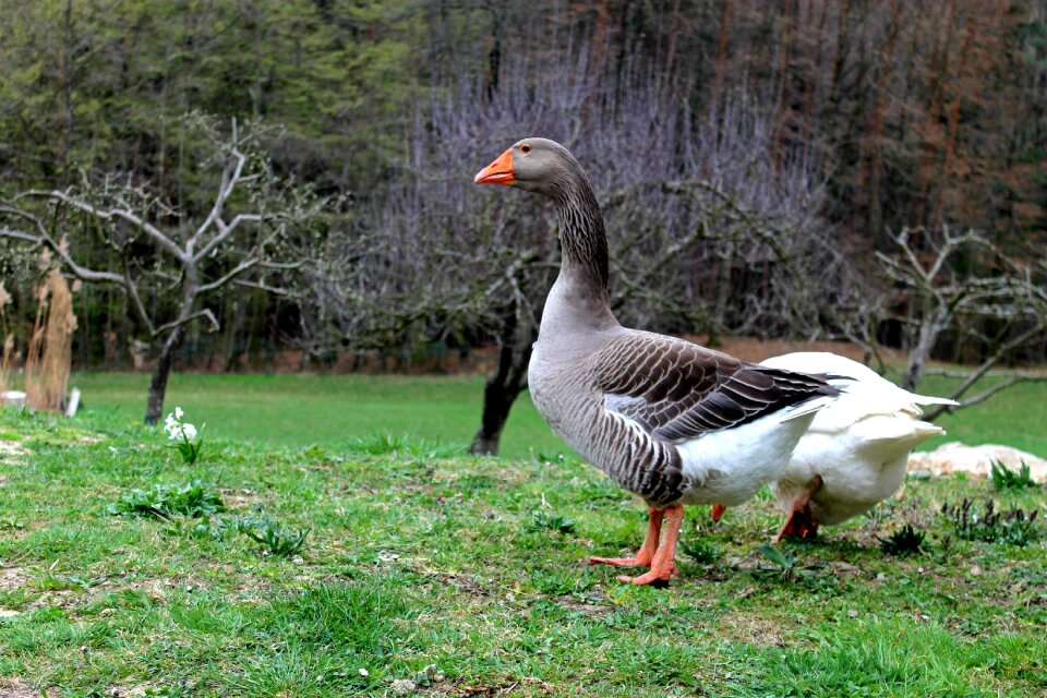 Wing goose feathered