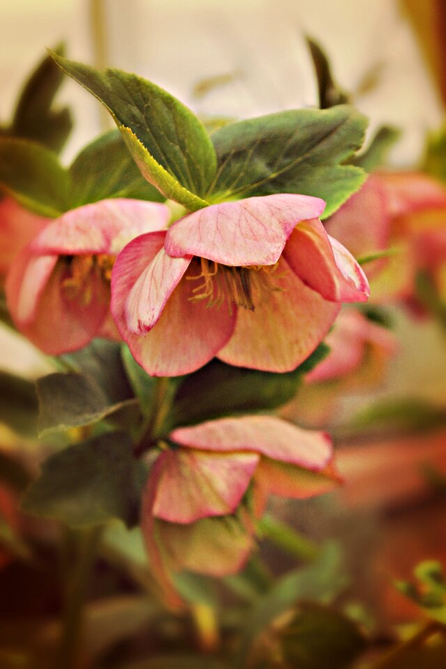 Flower summer plants gardening