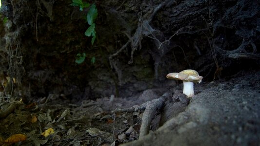 Cobweb roots white mushroom