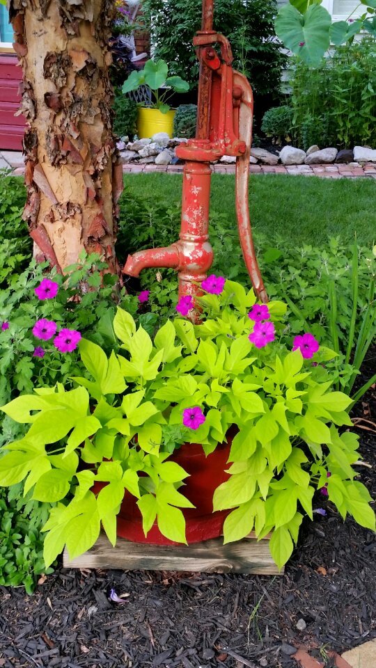 Red pump sweet potato vine
