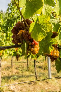 Moravia autumn nature