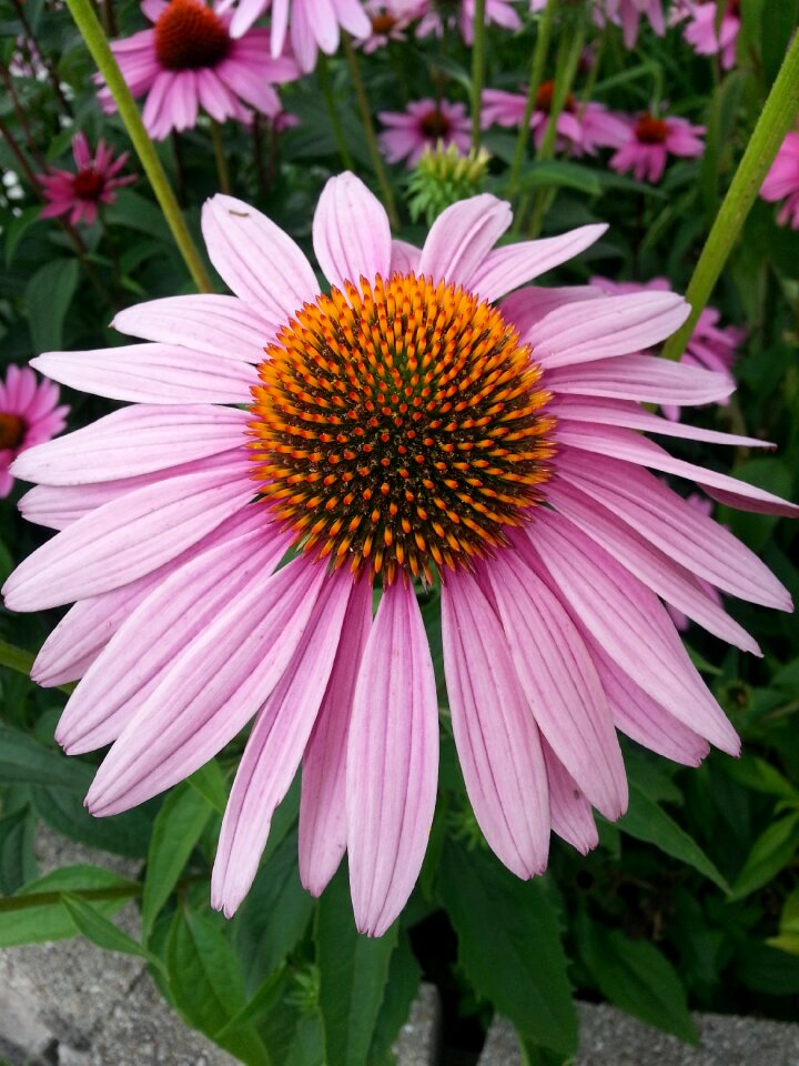 Flower single flower