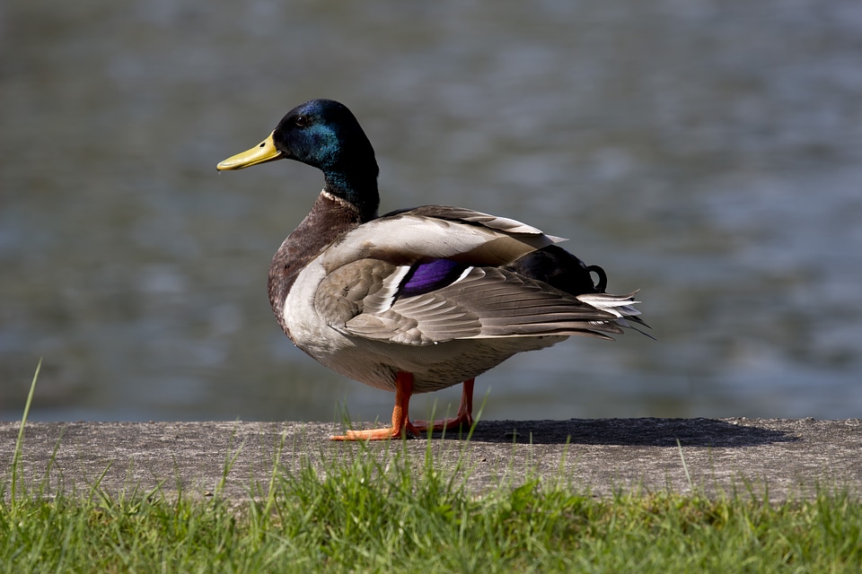 Bird animal world nature