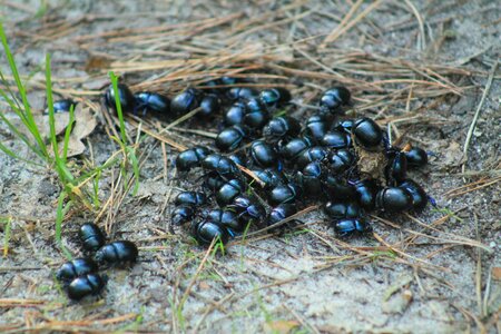 Beetle worm closeup