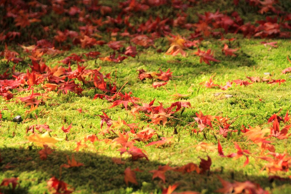 Grass green ground
