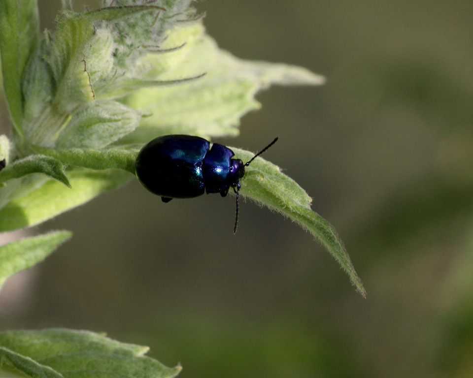 Close up bug nature