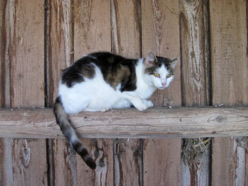 Domestic cat farm bauer cat