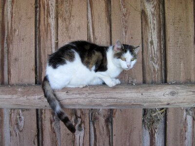 Domestic cat farm bauer cat