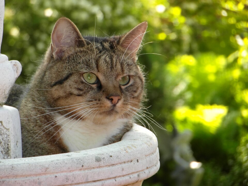 Rest domestic cat lazy