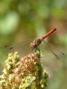 I odonado winged insect pond
