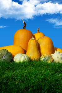Autumn orange harvest