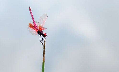 Red dragonfly animal insect photo