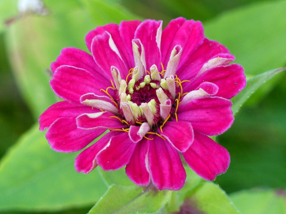 Flower colors autumn garden