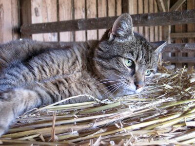 Mackerel straw domestic cat photo