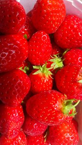 Fruits red garden