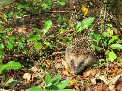Hedgehog child foraging animal world photo