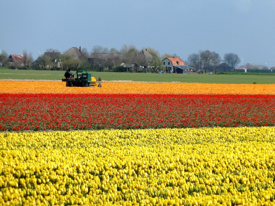 Spring bulb fields yellow photo