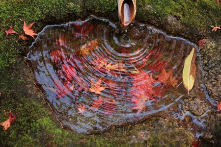 Drops source pond
