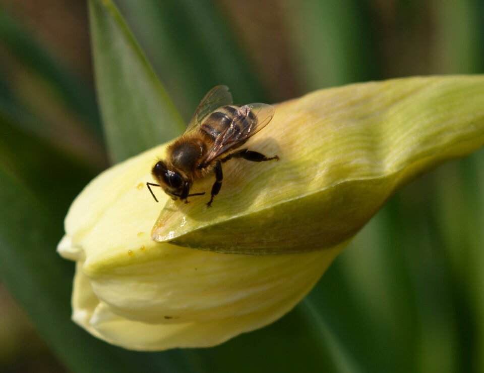 Bee flower spring