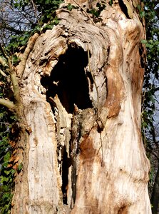 Tree tree stump log photo