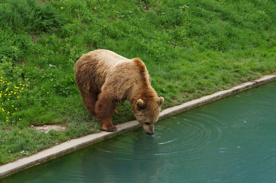 Switzerland the bear drink water