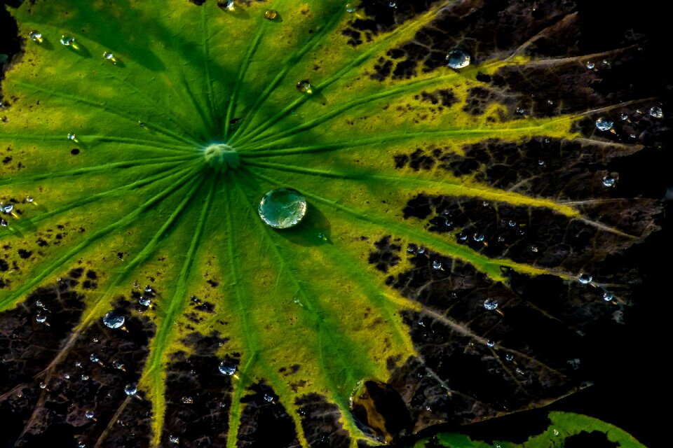 Natural water drops leaves