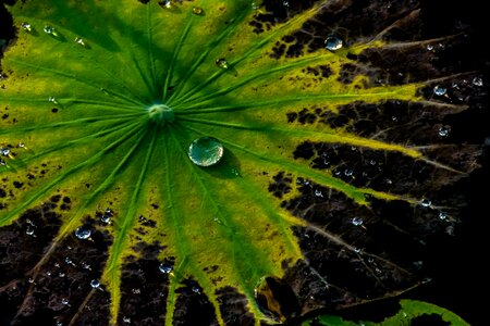 Natural water drops leaves