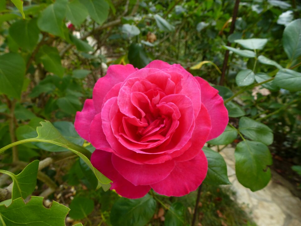 Flower pink flowers pink flower