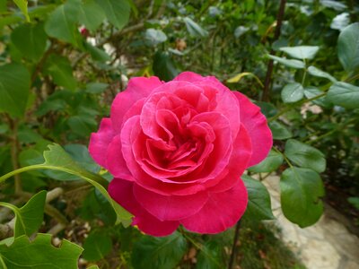 Flower pink flowers pink flower