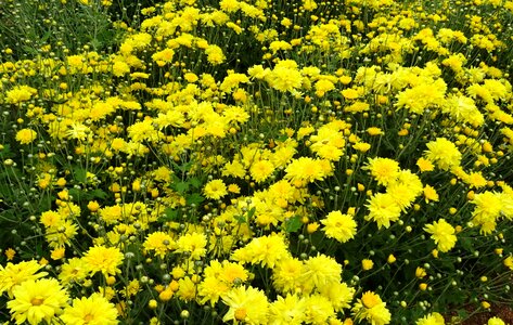 Flower flora annual