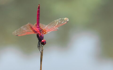 Red dragonfly animal insect photo
