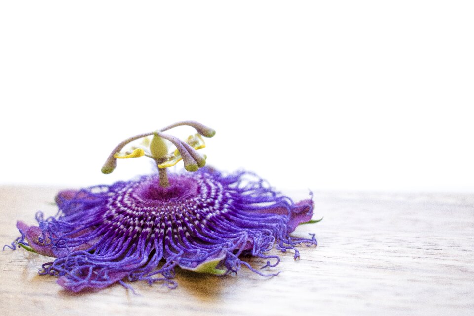 Purple flower nature wild