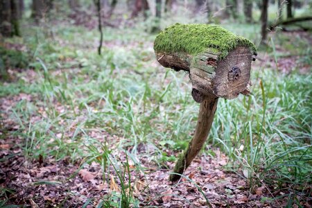 Forest strange weird