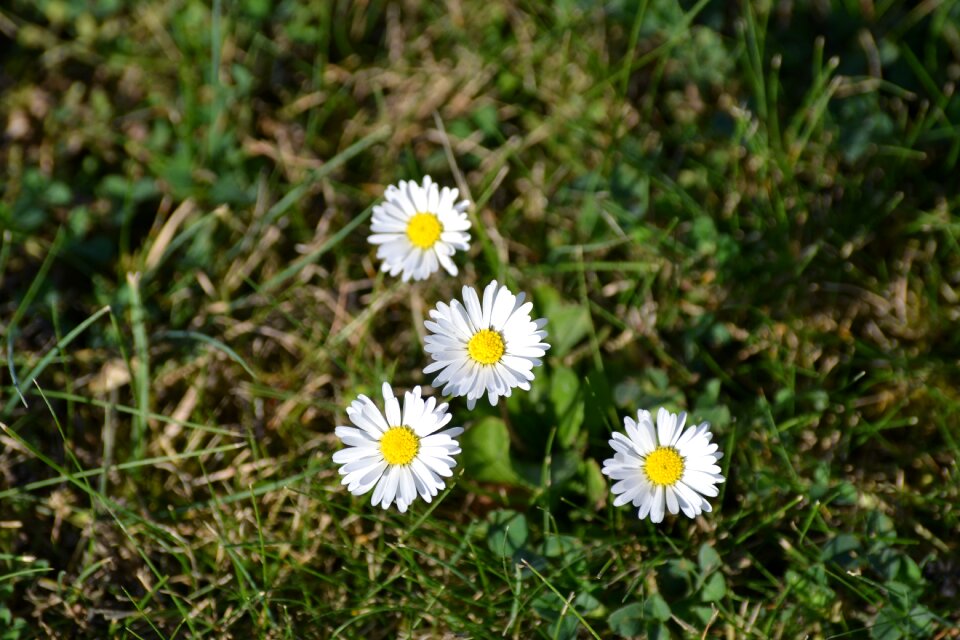 Garden close up flowers