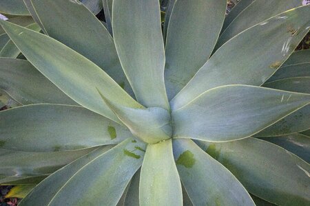 Botanical tropical natural