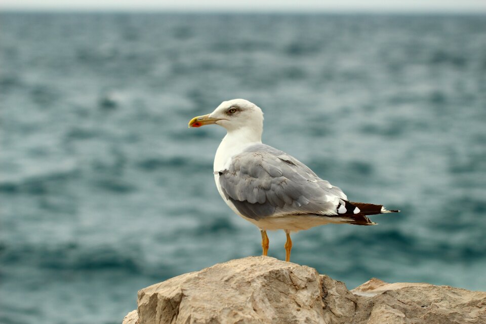 Seevogel bird animal