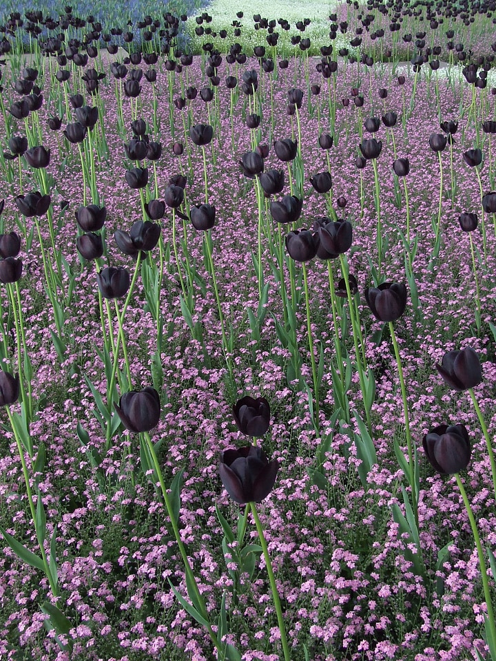 Tulips black tulips field of flowers