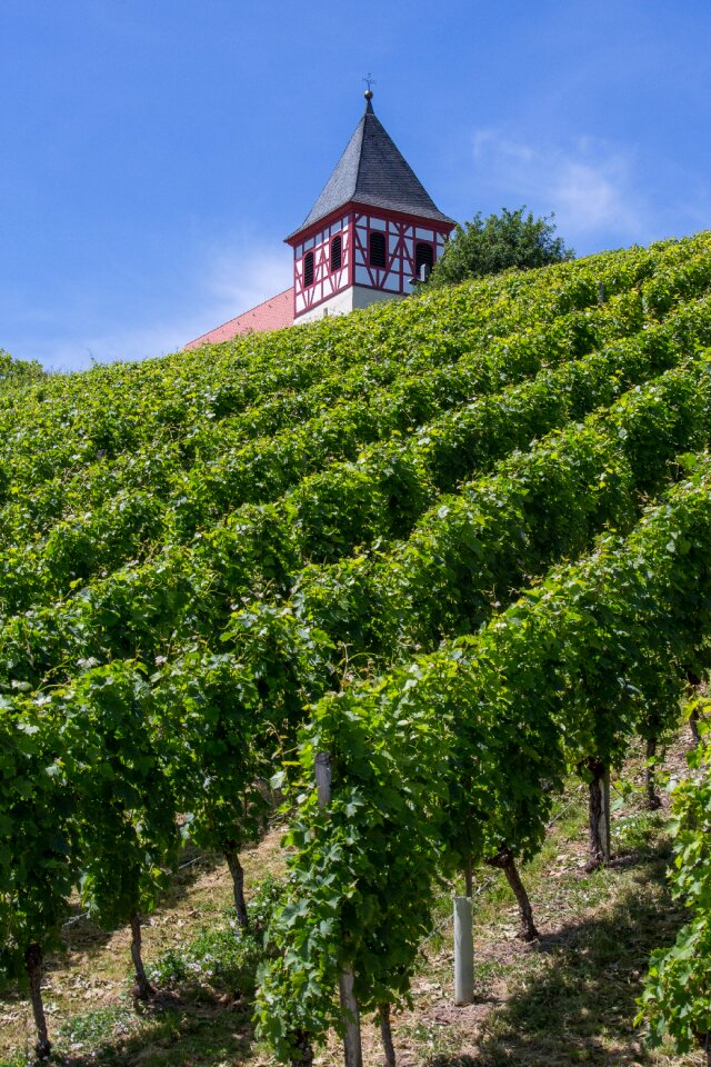 Cleebronn tripsdrill wine