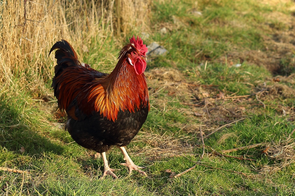 Male fowl gallus gallus domesticus farm