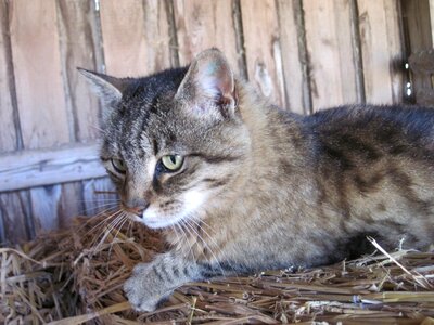 Mackerel straw domestic cat