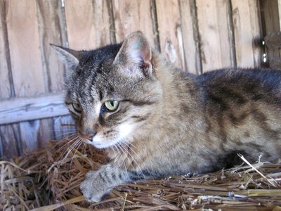 Mackerel straw domestic cat photo